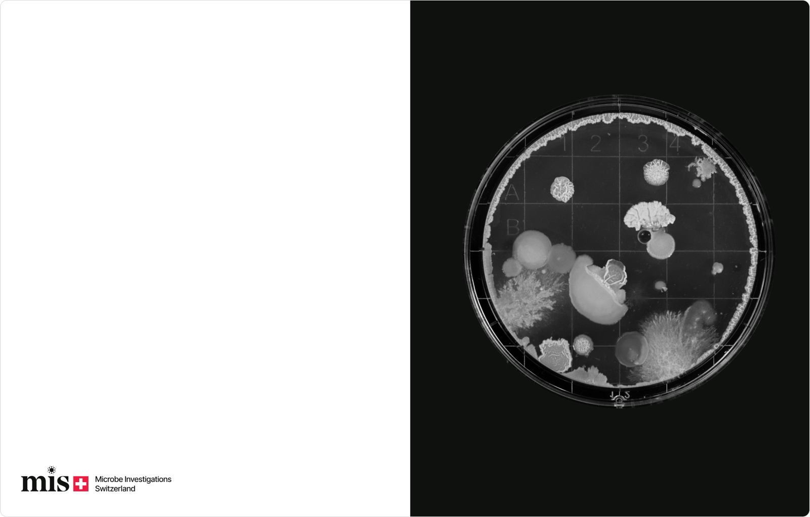 MIS logo alongside a petri dish culture study